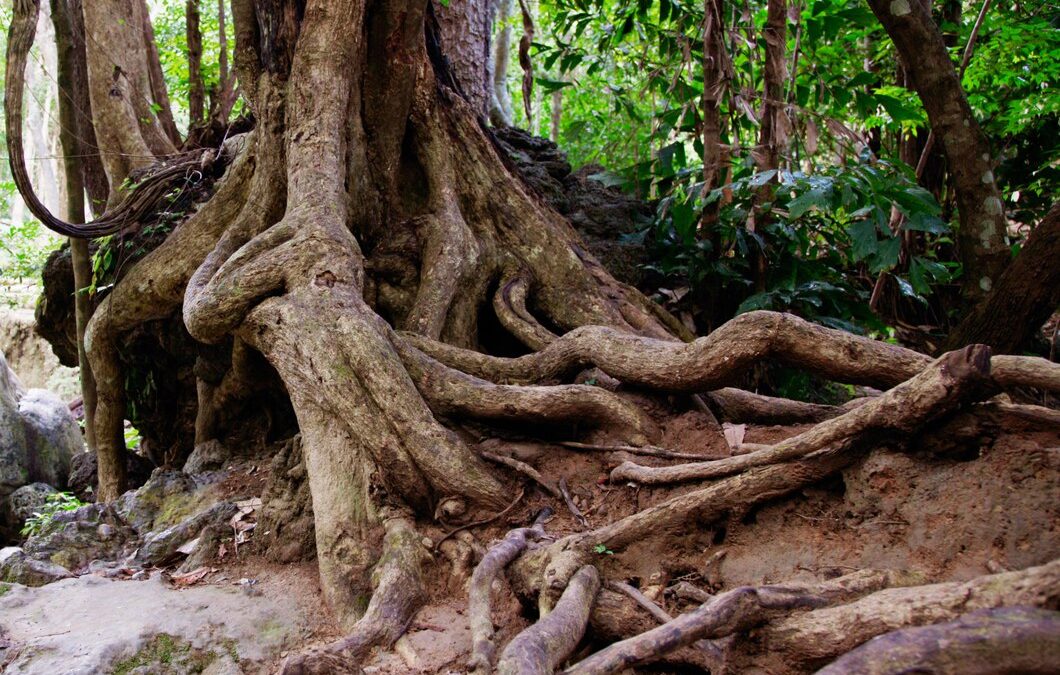 How Tree Roots Affect Your Foundation