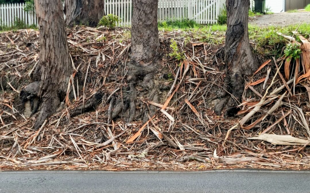 How Tree Roots Contribute to Driveway Sinking Problems